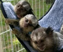 Capuchin and marmoset monkeys