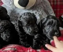 Well trained Cockapoo puppies