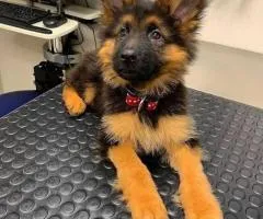 German shepherd puppies
