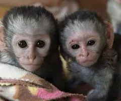 Capuchin monkey's for sale