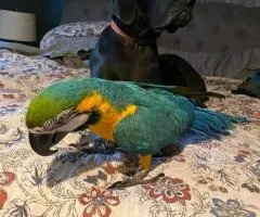 African Grey and macaw parrots