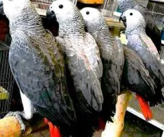 Beautiful African Grey parrots