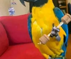 Beautiful African Grey and macaw parrots