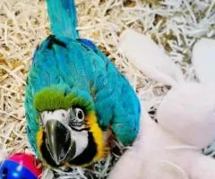 Beautiful African Grey and macaw parrots - 2