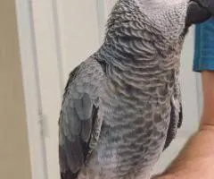 Beautiful African Grey and macaw parrots - 3