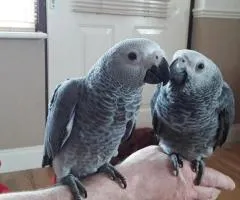 Beautiful African Grey and macaw parrots - 4
