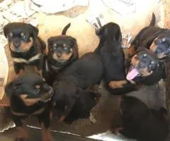 Rottweiler puppies