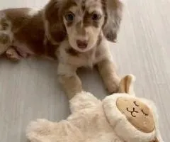 Dachshund puppies for sale