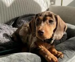 Dachshund puppies for sale - 3