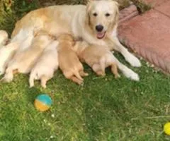 Adorable Golden Retriever Puppies for Sale