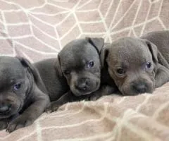 Stunning chunky blue Staffordshire bull terrier puppies- champion blood line