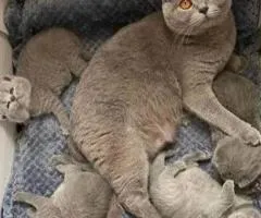 British shorthair kittens READY NOW