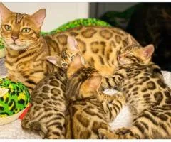 Adorable Male & Female Bengal Kittens. Email Us:  waynelesly76@gmail.com