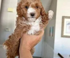 Fb1 Cavapoo Puppies