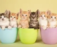 BUY CUTE LILTLE KITTEN